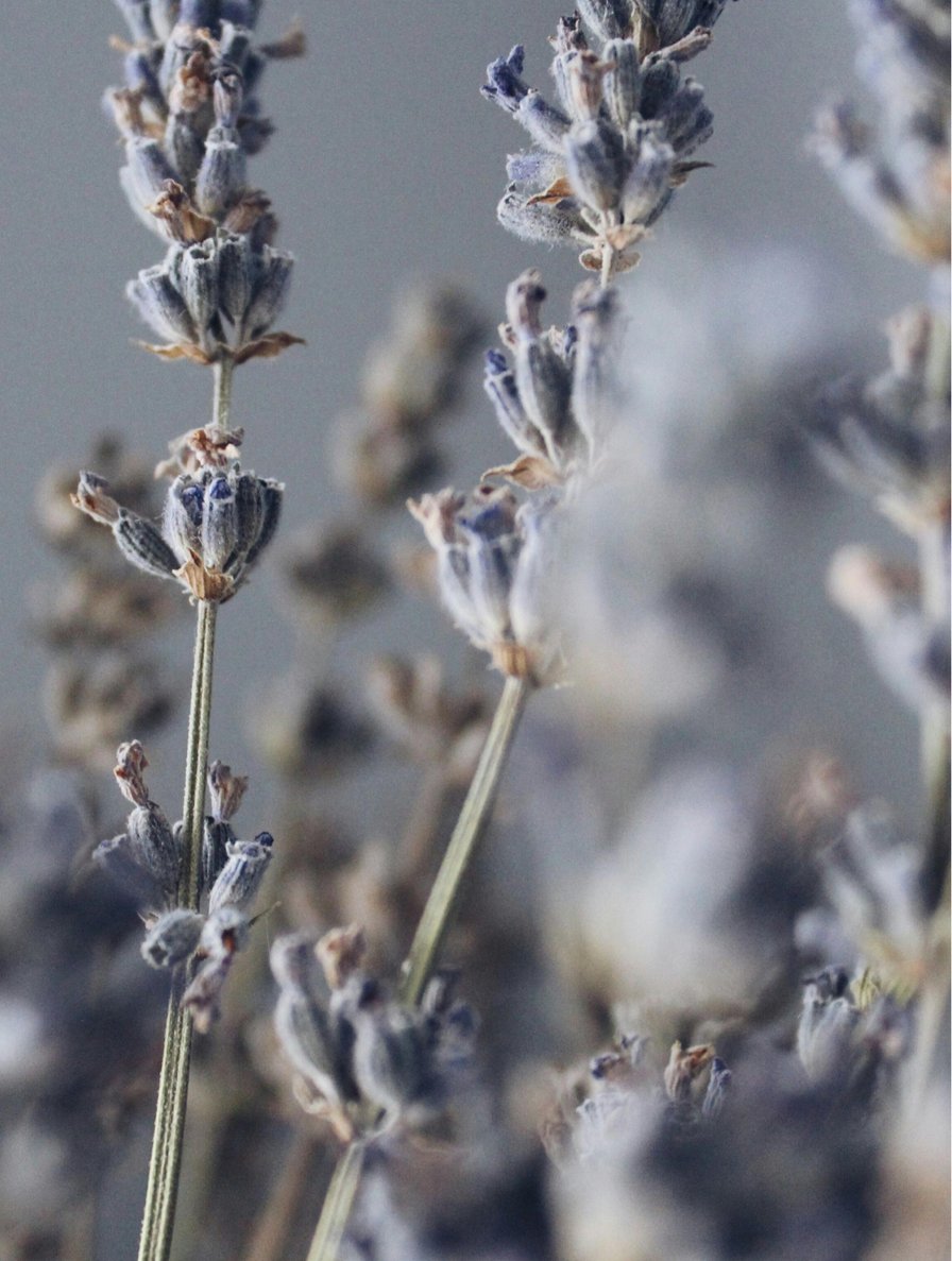 Field Light - Lefkada Lavender Soy Candle