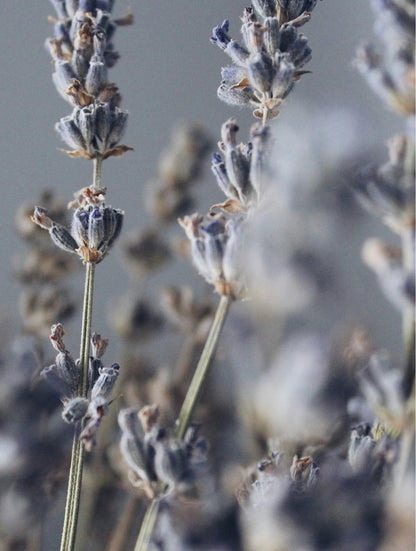 Field Light - Lefkada Lavender Soy Candle