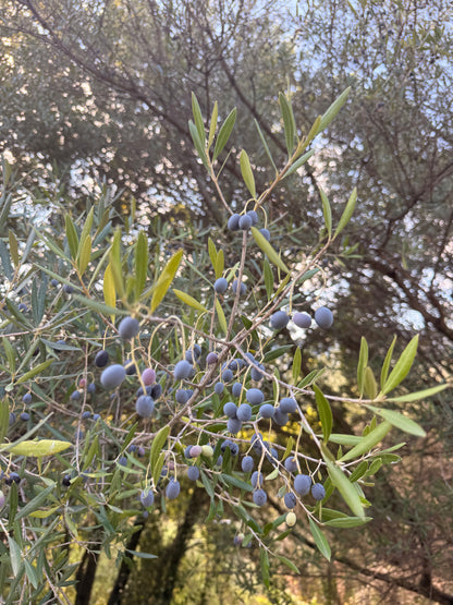 Liquid Gold - Ionian Olive Oil
