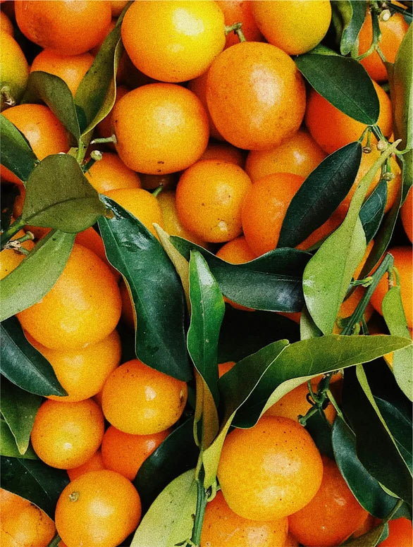 Golden Elixir: All in One Facial Oil