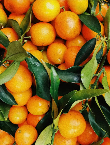Golden Elixir: All in One Facial Oil