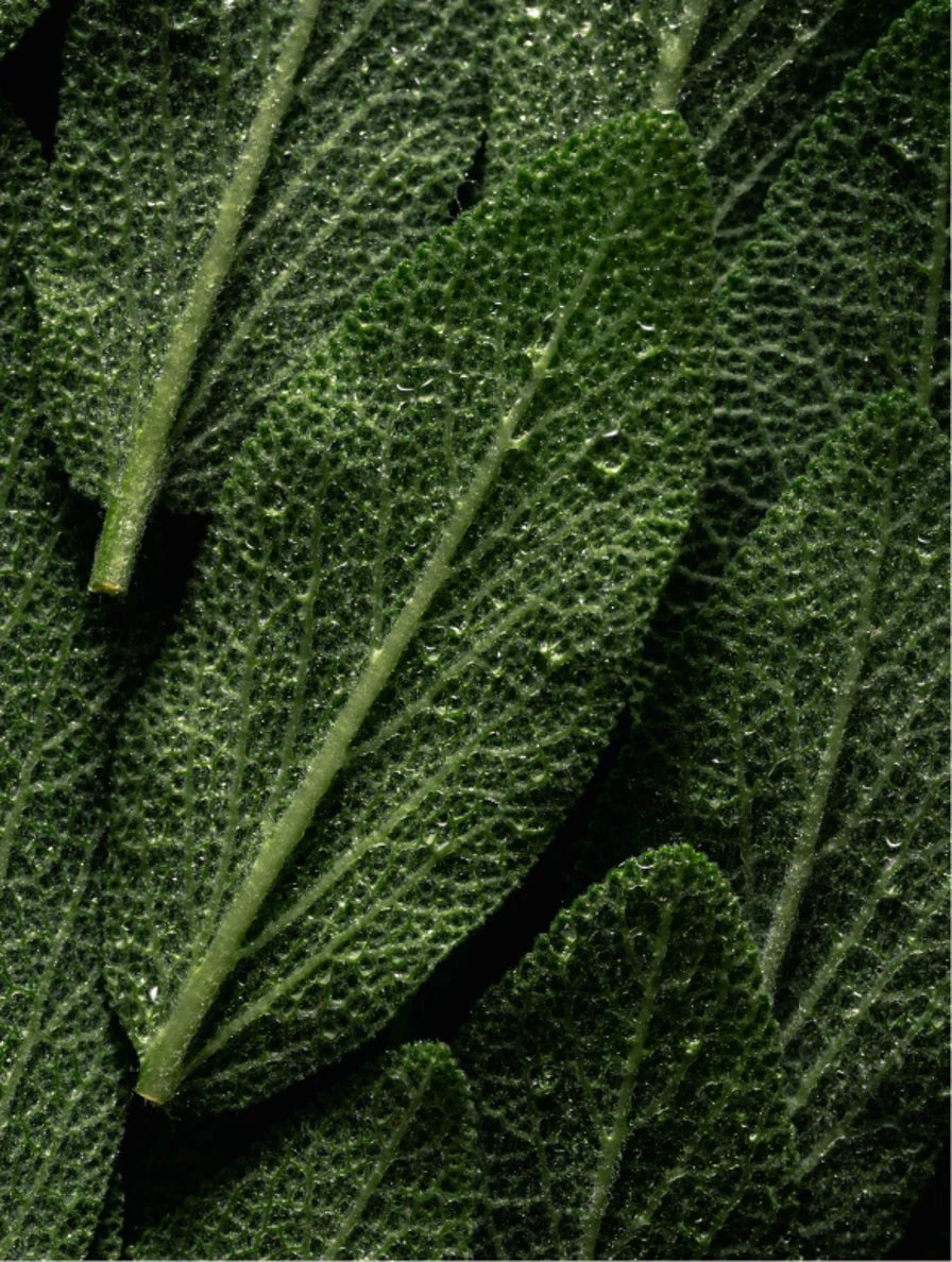 Cleanse like you mean it! Hand & Body Wash: Fresh Mint X Dark Cedarwood