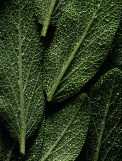 NECTÅÅR Crown Chakra: Rosemary Hair & Scalp Oil