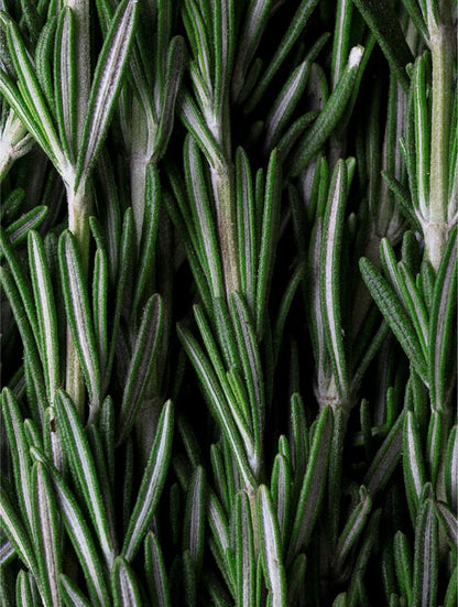 NECTÅÅR Crown Chakra: Rosemary Hair & Scalp Oil
